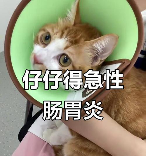 小猫肠炎的预防和治疗(宠物主人必知!掌握这些关键知识) 小猫肠炎的预防和治疗(宠物主人必知!掌握这些关键知识)
