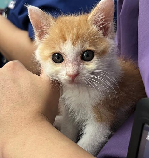 小猫肠炎的预防和治疗(宠物主人必知!掌握这些关键知识) 小猫肠炎的预防和治疗(宠物主人必知!掌握这些关键知识)