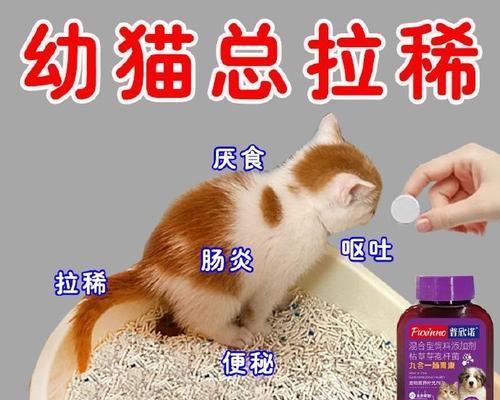 小猫肠炎的预防和治疗(宠物主人必知!掌握这些关键知识) 小猫肠炎的预防和治疗(宠物主人必知!掌握这些关键知识)