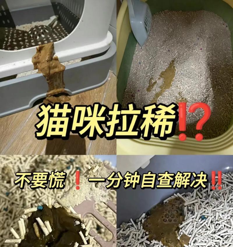 宠物小猫拉稀致死悲剧（如何正确处理宠物小猫拉稀问题）