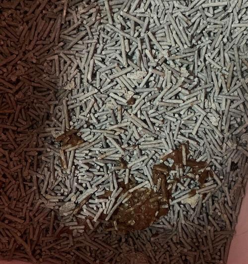 宠物小猫拉稀致死悲剧(如何正确处理宠物小猫拉稀问题) 宠物小猫拉稀致死悲剧(如何正确处理宠物小猫拉稀问题)