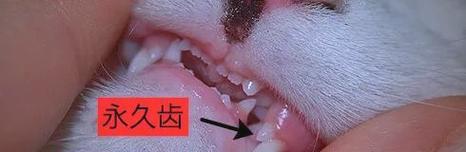 小猫咬合的原因及解决方法(探究宠物小猫咬合行为的背后秘密) 小猫咬合的原因及解决方法(探究宠物小猫咬合行为的背后秘密)