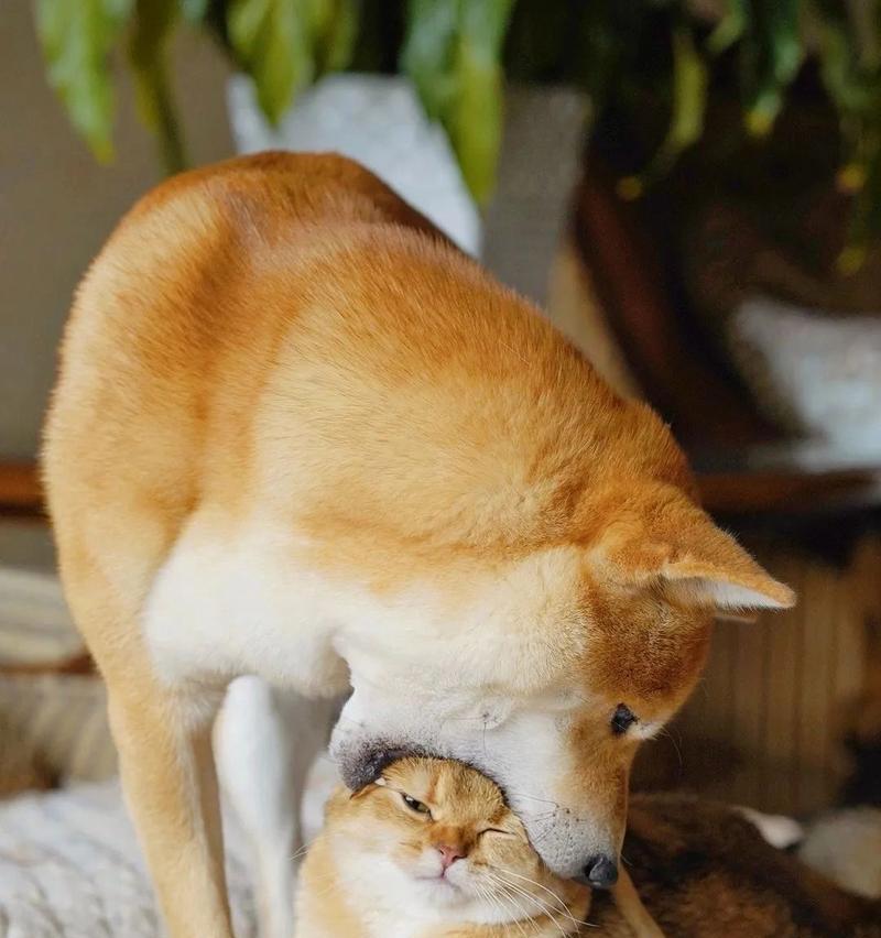 小猫咬合的原因及解决方法(探究宠物小猫咬合行为的背后秘密) 小猫咬合的原因及解决方法(探究宠物小猫咬合行为的背后秘密)