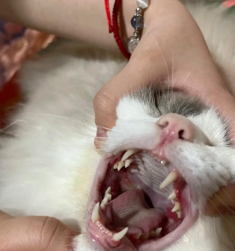 小猫咬合的原因及解决方法(探究宠物小猫咬合行为的背后秘密) 小猫咬合的原因及解决方法(探究宠物小猫咬合行为的背后秘密)