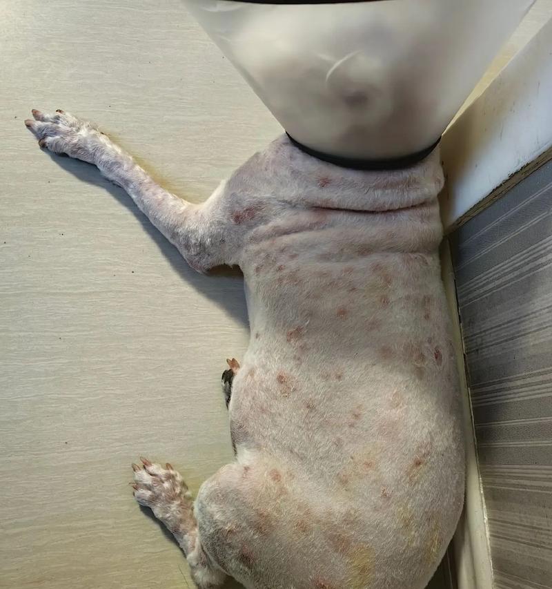 如何解决狗狗皮屑问题（宠物护理必备）