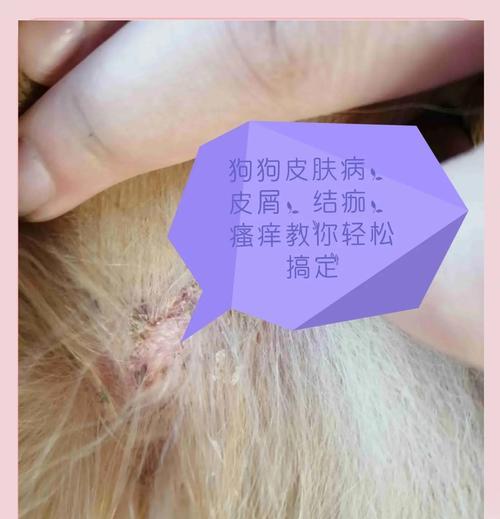 如何解决狗狗皮屑问题（宠物护理必备）