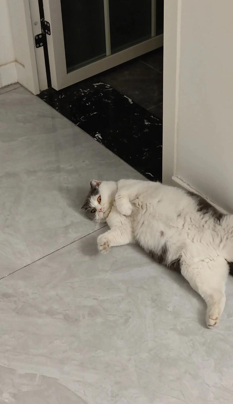 小猫为什么肚子很大（探究小猫肚子大的原因及应对方法）