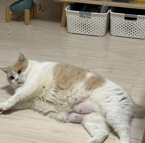 小猫为什么肚子很大（探究小猫肚子大的原因及应对方法）