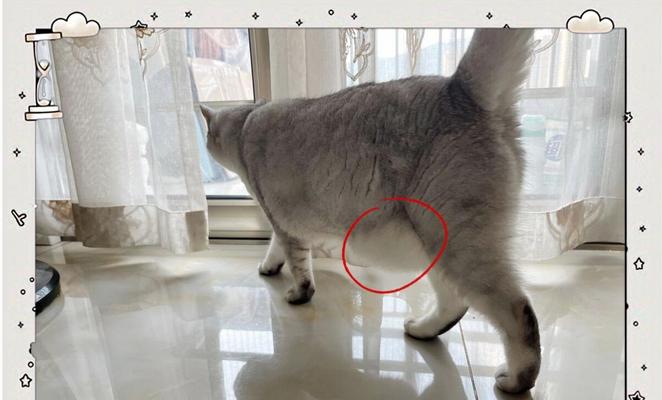 小猫为什么肚子很大（探究小猫肚子大的原因及应对方法）