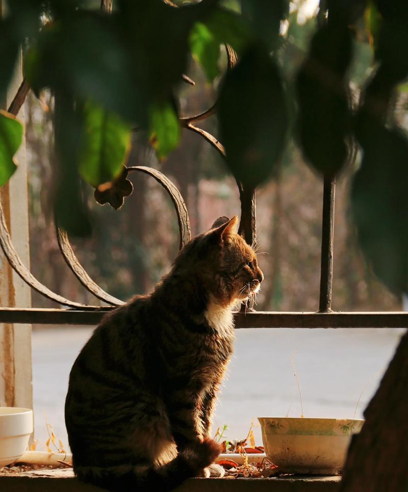 春季猫猫护理全攻略（宠物爱护）