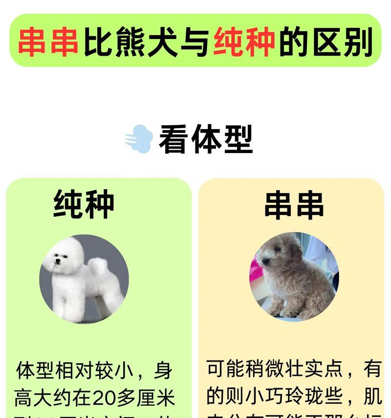 探寻比熊犬寿命的因素和提高其健康的方法（探寻比熊犬寿命的因素和提高其健康的方法）