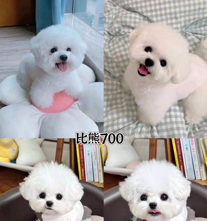 探寻比熊犬寿命的因素和提高其健康的方法（探寻比熊犬寿命的因素和提高其健康的方法）