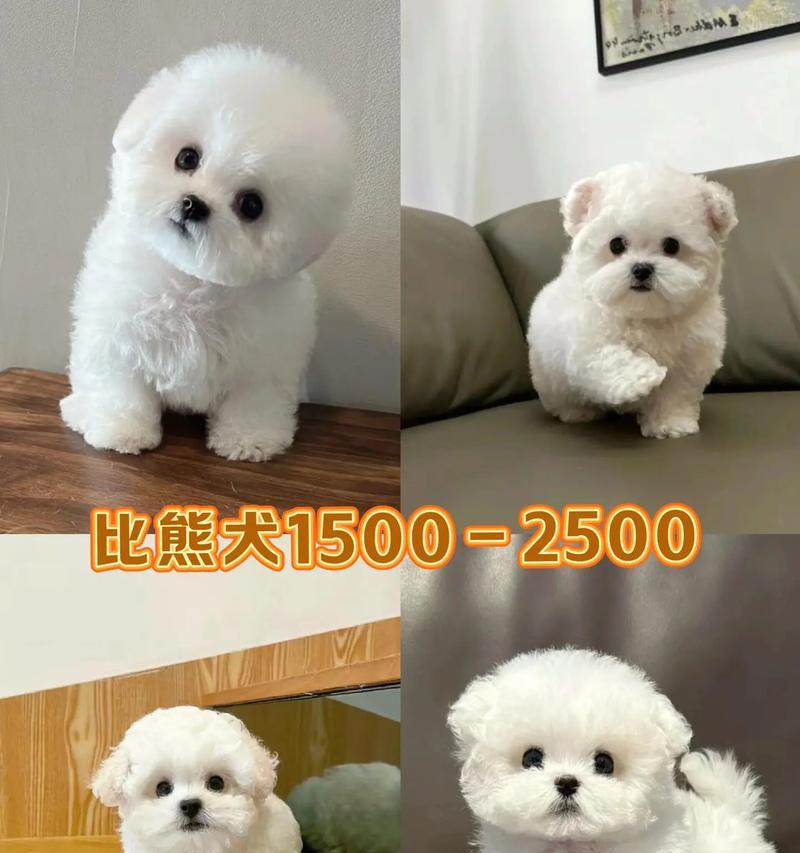 探寻比熊犬寿命的因素和提高其健康的方法（探寻比熊犬寿命的因素和提高其健康的方法）