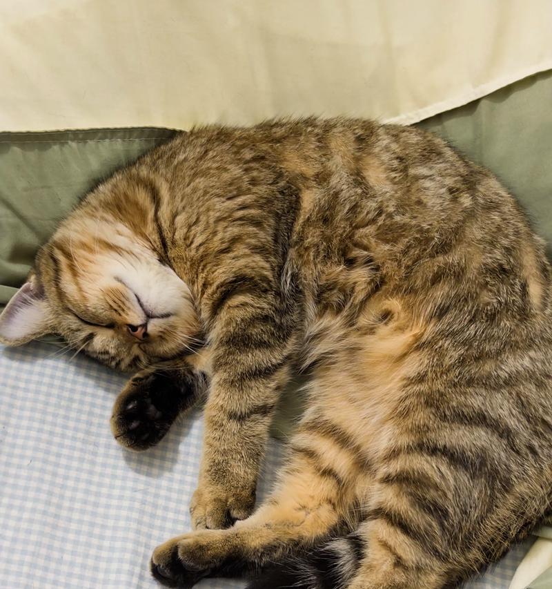 如何让宠物猫自己学会睡觉(以温馨的方式教导小猫安然入眠) 如何让宠物猫自己学会睡觉(以温馨的方式教导小猫安然入眠)