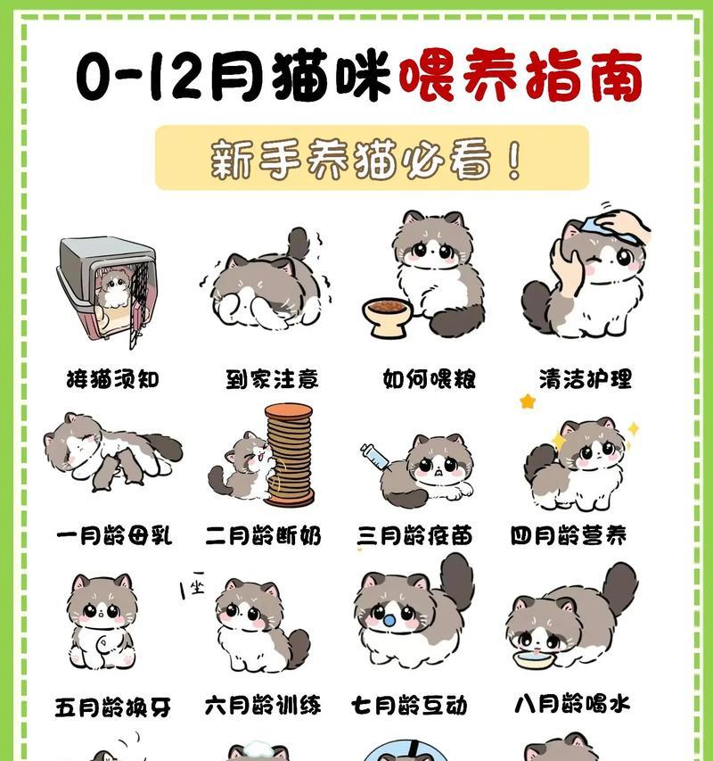 如何让宠物猫自己学会睡觉（以温馨的方式教导小猫安然入眠）