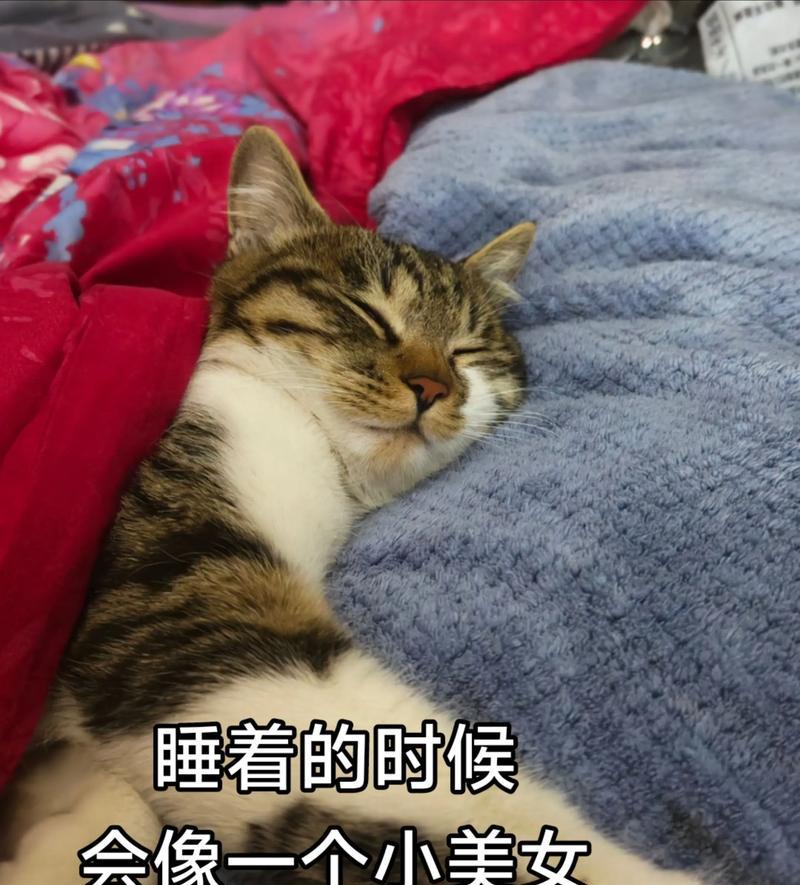 如何让宠物猫自己学会睡觉(以温馨的方式教导小猫安然入眠) 如何让宠物猫自己学会睡觉(以温馨的方式教导小猫安然入眠)