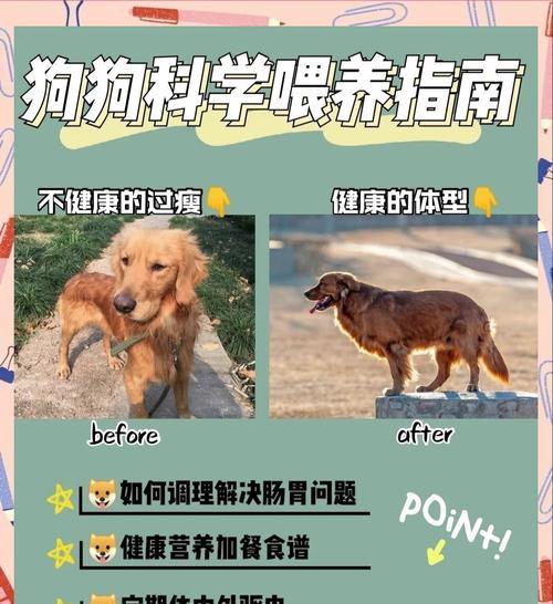 让宠物狗快速增重的最佳方法(吃什么可以让狗狗快速长胖) 让宠物狗快速增重的最佳方法(吃什么可以让狗狗快速长胖)