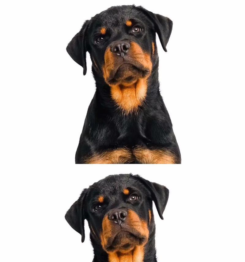 世界防暴犬萌宠，你值得拥有的伙伴（揭秘防暴犬的另一面）