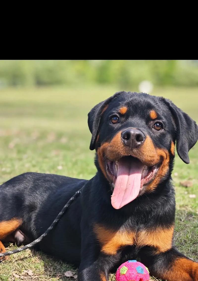 世界防暴犬萌宠,你值得拥有的伙伴(揭秘防暴犬的另一面) 世界防暴犬萌宠,你值得拥有的伙伴(揭秘防暴犬的另一面)