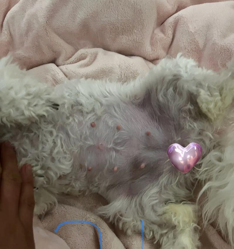 母狗怀孕的危害(以宠物为主) 母狗怀孕的危害(以宠物为主)