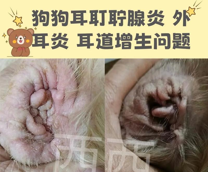 狗耳螨结痂,原因与治疗方法(宠物健康必读) 狗耳螨结痂,原因与治疗方法(宠物健康必读)
