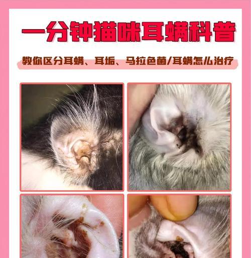 狗耳螨结痂,原因与治疗方法(宠物健康必读) 狗耳螨结痂,原因与治疗方法(宠物健康必读)