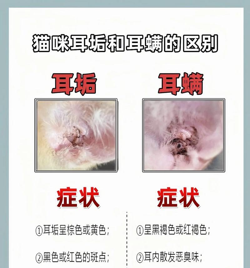 狗耳螨结痂,原因与治疗方法(宠物健康必读) 狗耳螨结痂,原因与治疗方法(宠物健康必读)
