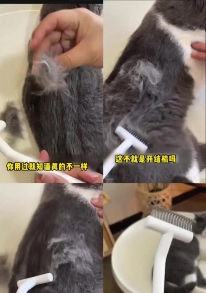 猫咪怀孕时可不可以梳毛(宠物主人必知的护理知识) 猫咪怀孕时可不可以梳毛(宠物主人必知的护理知识)
