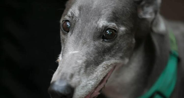 灵缇犬,野外最佳猎手(探秘灵缇犬的捕猎技巧与野外应用) 灵缇犬,野外最佳猎手(探秘灵缇犬的捕猎技巧与野外应用)