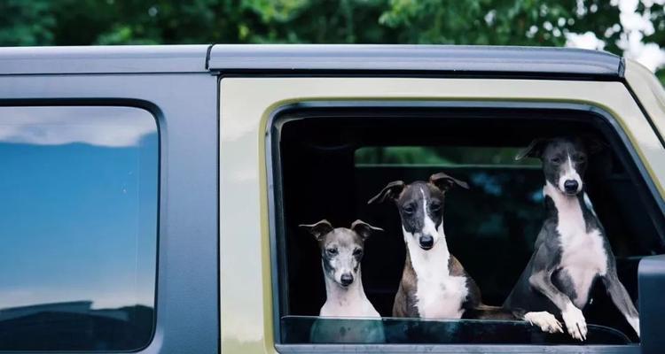 灵缇犬,野外最佳猎手(探秘灵缇犬的捕猎技巧与野外应用) 灵缇犬,野外最佳猎手(探秘灵缇犬的捕猎技巧与野外应用)