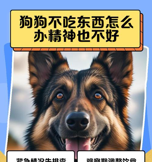 小狗不起来怎么办（让你的宠物宝贝乖乖起床）