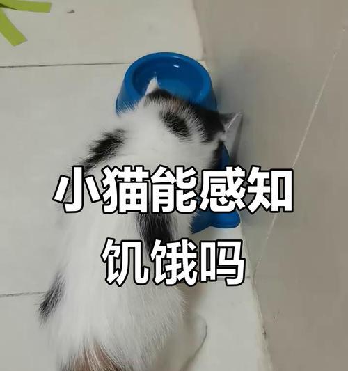 揭开宠物饮食的谜团，关爱宠物健康（揭开宠物饮食的谜团）