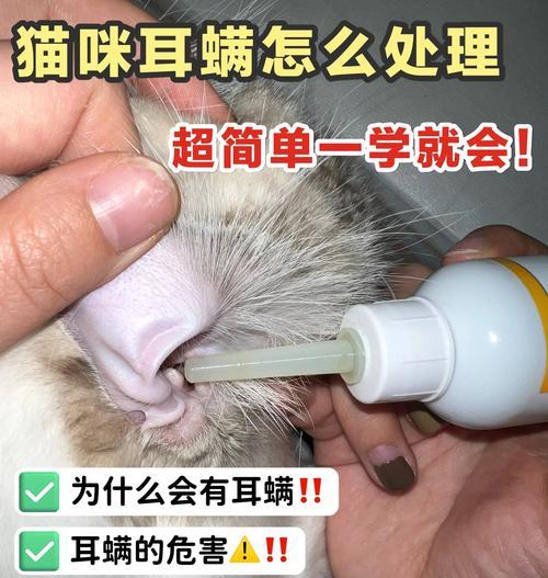 宠物猫咪的耳螨和人类传染病（了解耳螨）