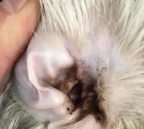 宠物猫咪的耳螨和人类传染病（了解耳螨）
