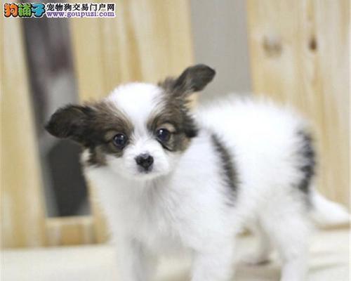 揭秘蝴蝶犬幼犬成长之路(从狗仔到小公主) 揭秘蝴蝶犬幼犬成长之路(从狗仔到小公主)