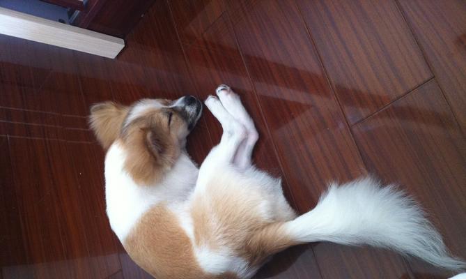 揭秘蝴蝶犬幼犬成长之路(从狗仔到小公主) 揭秘蝴蝶犬幼犬成长之路(从狗仔到小公主)