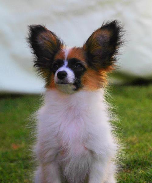 揭秘蝴蝶犬幼犬成长之路（从狗仔到小公主）