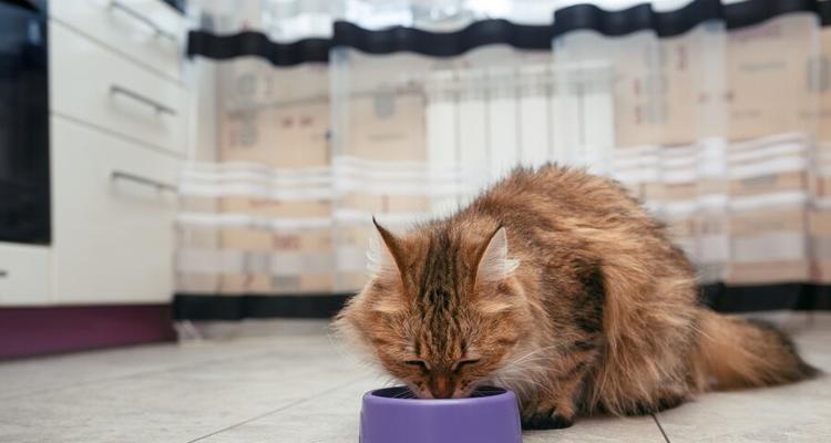 宠物猫第一次尝试湿粮（了解猫咪喜好）
