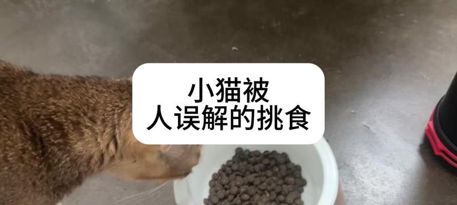 宠物猫第一次尝试湿粮（了解猫咪喜好）