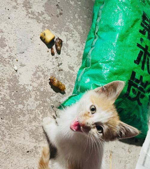 宠物猫第一次尝试湿粮（了解猫咪喜好）