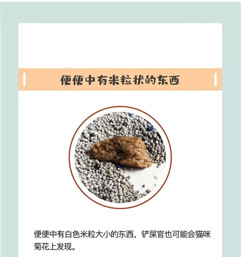 如何判断小猫健康(以宠物为主) 如何判断小猫健康(以宠物为主)