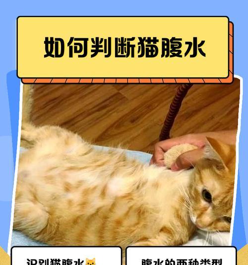 如何判断小猫健康(以宠物为主) 如何判断小猫健康(以宠物为主)