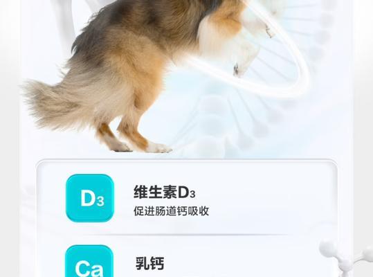 如何为你的萨摩耶提供最佳的狗粮（以5个月萨摩耶为例）