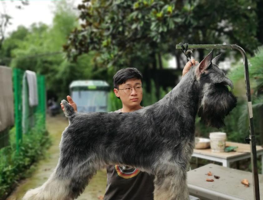 国内知名犬舍盘点（最受宠物爱好者青睐的犬舍名单汇总）