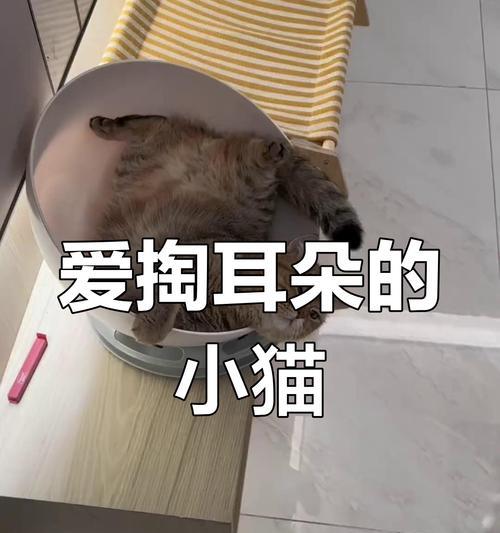 你以为猫咪掏耳朵不痛?这些是你不知道的真相! 你以为猫咪掏耳朵不痛?这些是你不知道的真相!