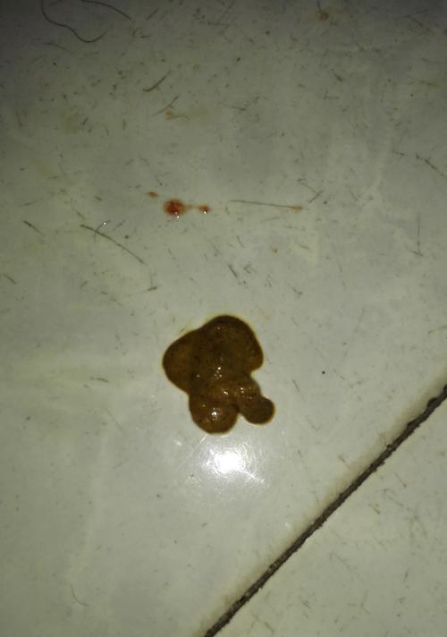 当你的狗狗拉血带泡沫时该如何应对（狗狗健康的警报）