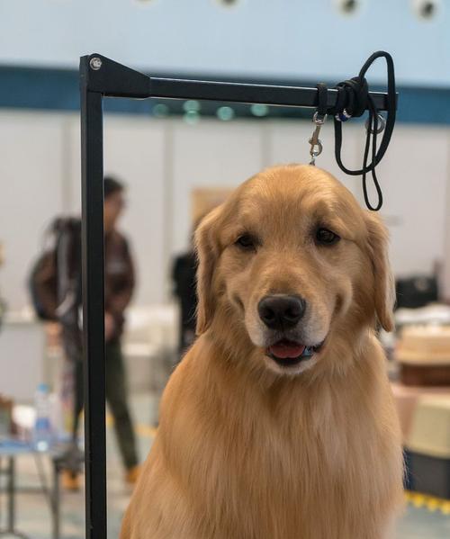 了解金毛犬的性格与品质(探究金毛犬的温和) 了解金毛犬的性格与品质(探究金毛犬的温和)
