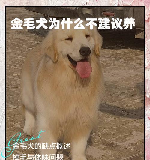 了解金毛犬的性格与品质(探究金毛犬的温和) 了解金毛犬的性格与品质(探究金毛犬的温和)