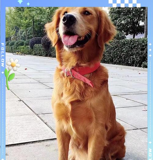 了解金毛犬的性格与品质(探究金毛犬的温和) 了解金毛犬的性格与品质(探究金毛犬的温和)