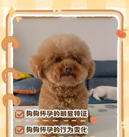 狗狗怀孕50天要小心（为什么不能碰）